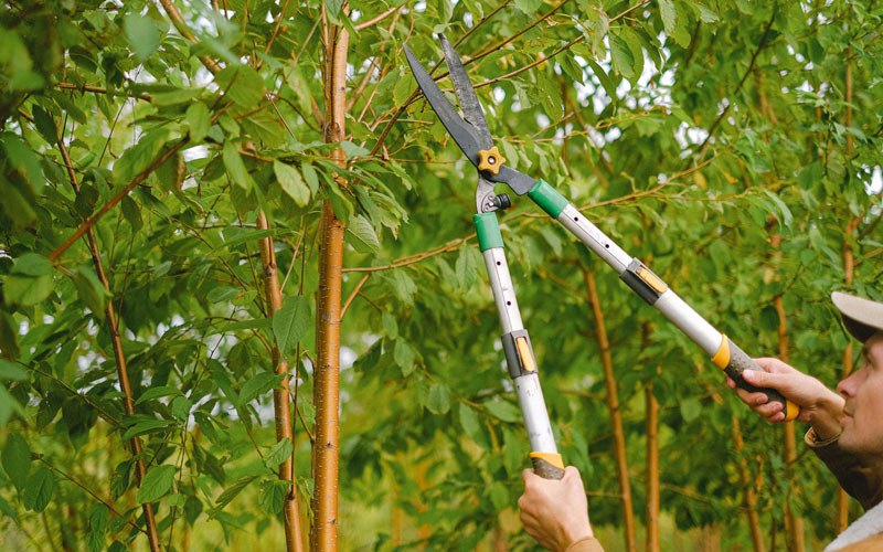 Tree trimming in Versailles, IN