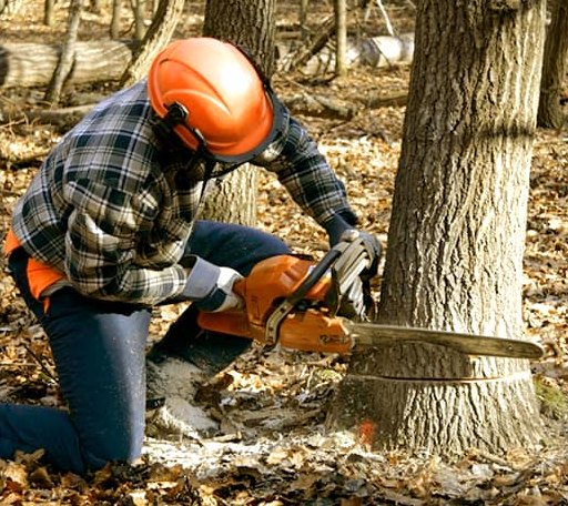Tree Removal in Versailles, IN